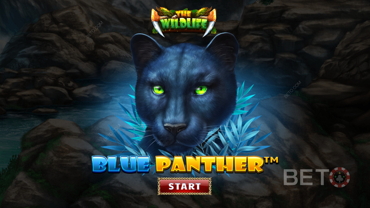 Túlajte sa džungľou medzi nočnými šelmami slotu Blue Panther