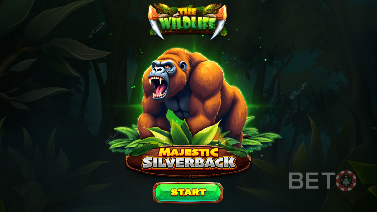 Vysvetlenie bonusových funkcií v hre Majestic Silverback od Spinomenal