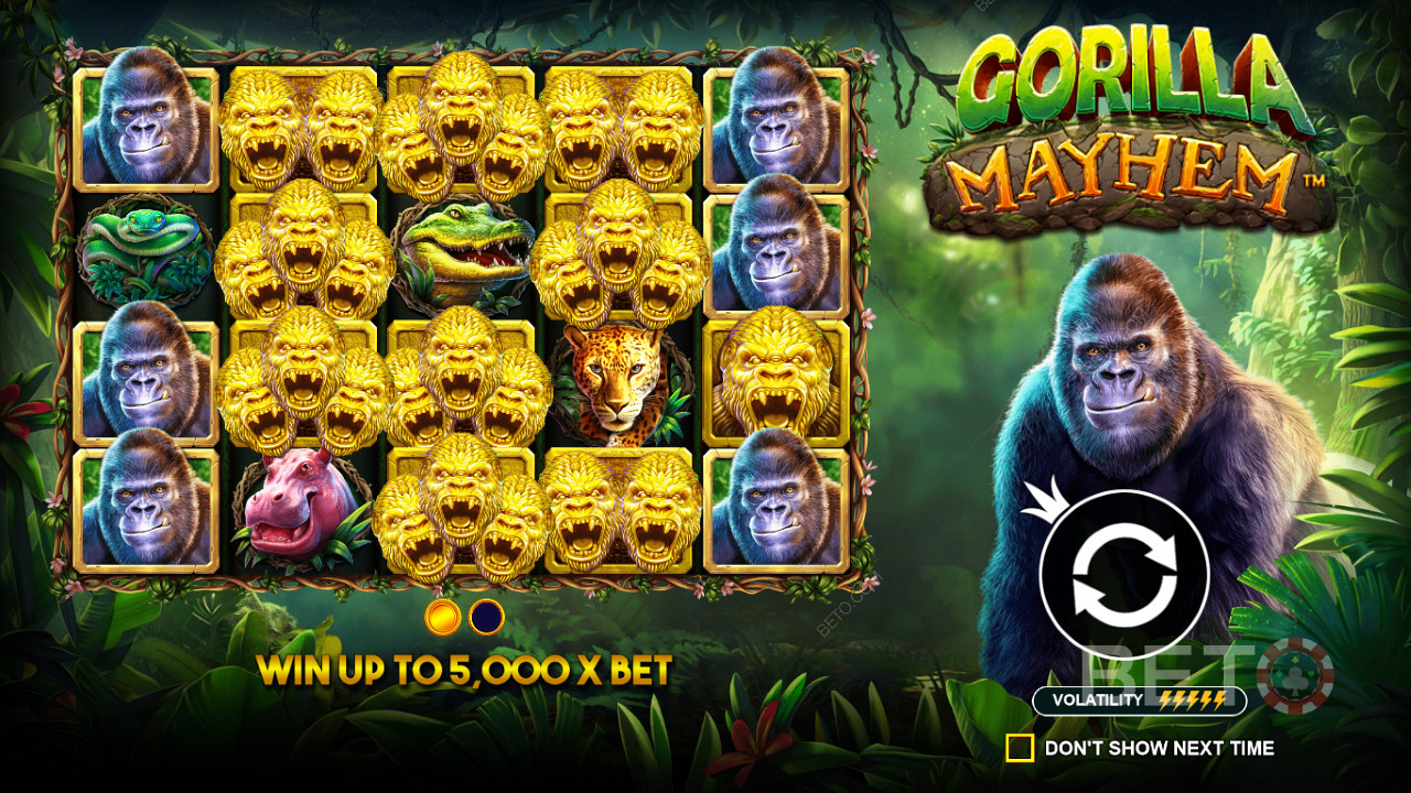 Symboly Golden Gorilla hrajú v automate Gorilla Mayhem dôležitú úlohu